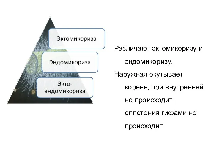 Различают эктомикоризу и эндомикоризу. Наружная окутывает корень, при внутренней не происходит оплетения гифами не происходит