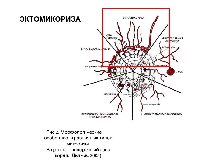 Рис.2. Морфологические особенности различных типов микоризы. В центре – поперечный срез корня. (Дьяков, 2003) ЭКТОМИКОРИЗА