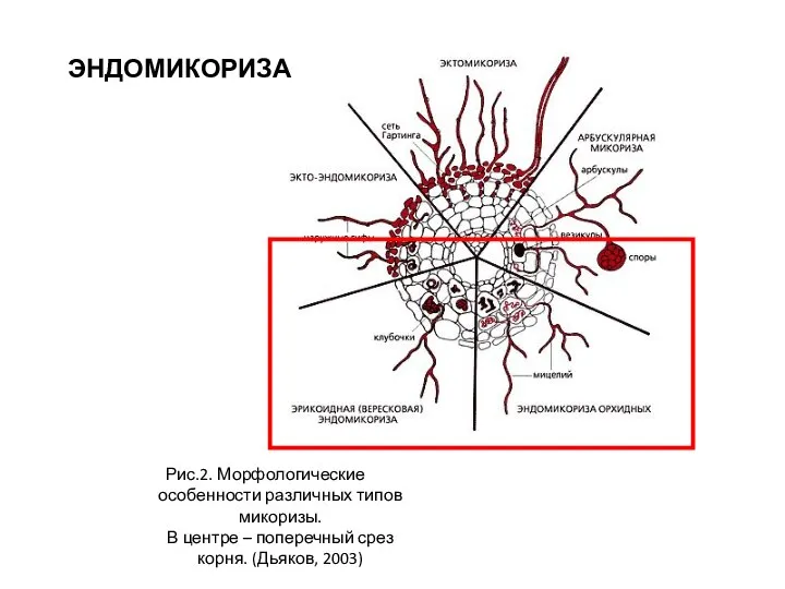 Рис.2. Морфологические особенности различных типов микоризы. В центре – поперечный срез корня. (Дьяков, 2003) ЭНДОМИКОРИЗА