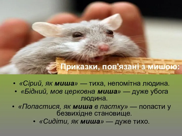 Приказки, пов'язані з мишою: «Сірий, як миша» — тиха, непомітна людина. «Бідний,