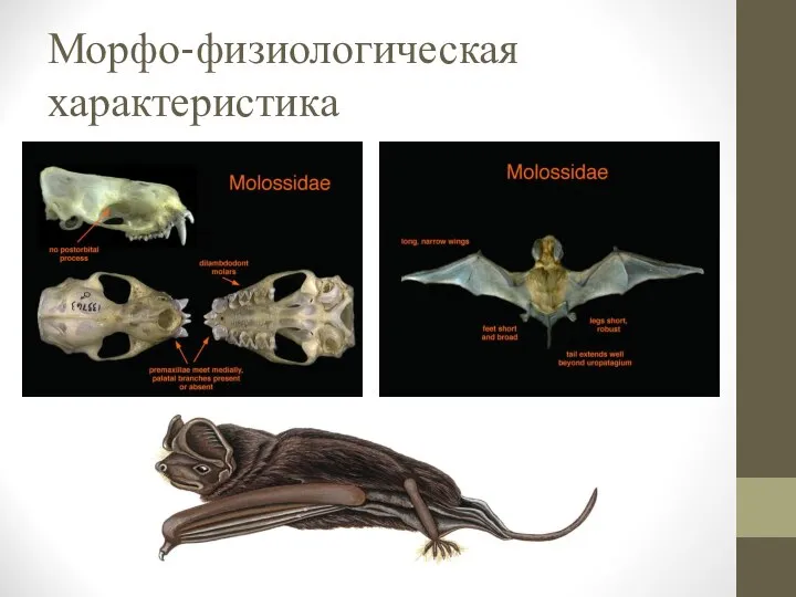 Морфо-физиологическая характеристика