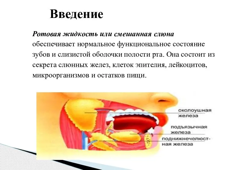 Ротовая жидкость или смешанная слюна обеспечивает нормальное функциональное состояние зубов и слизистой