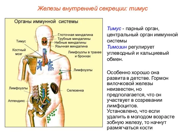 Тимус - парный орган, центральный орган иммунной системы Тимозин регулирует углеводный и
