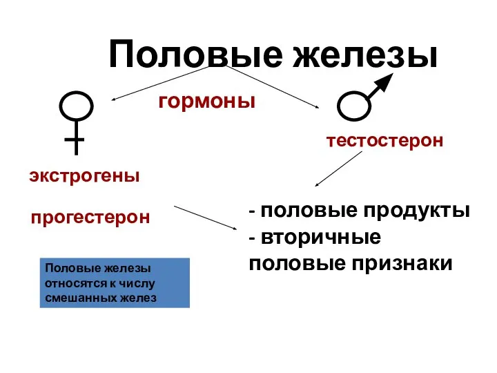 Половые железы гормоны экстрогены прогестерон тестостерон - половые продукты - вторичные половые