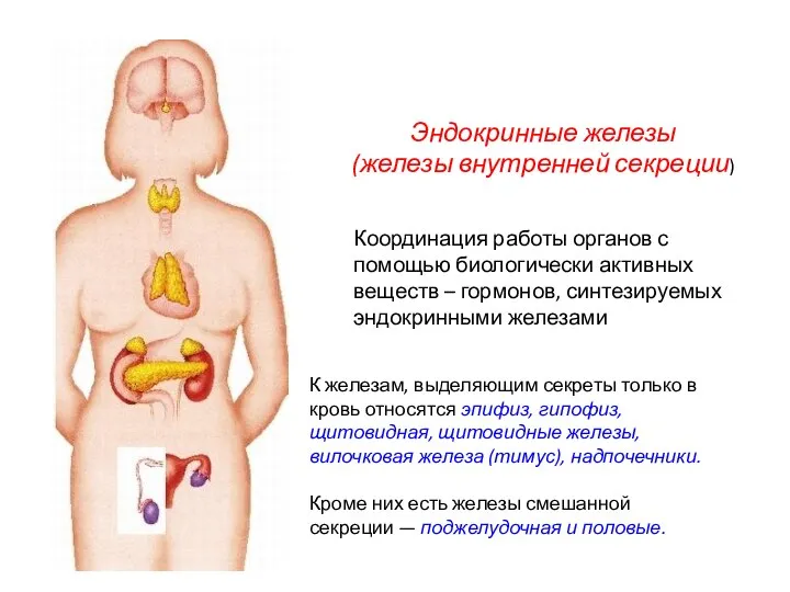 Эндокринные железы (железы внутренней секреции) К железам, выделяющим секреты только в кровь