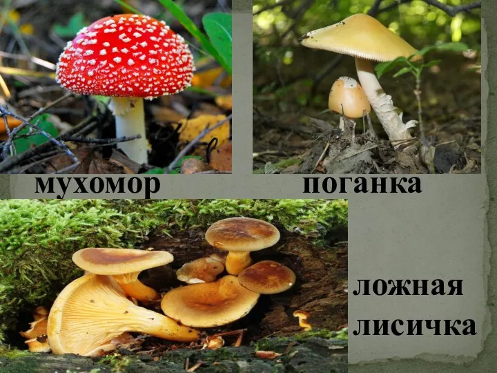 мухомор поганка ложная лисичка