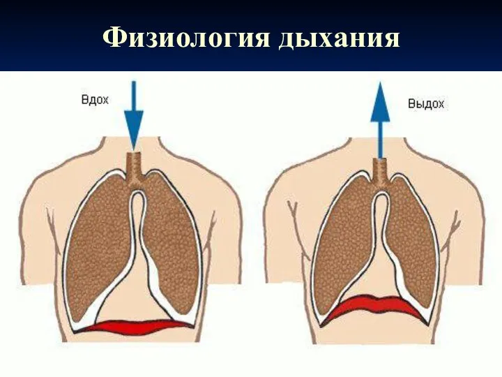 Физиология дыхания