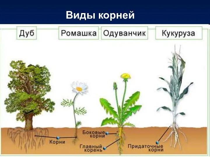 Виды корней