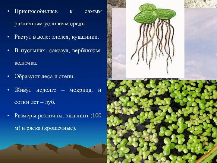 Приспособились к самым различным условиям среды. Растут в воде: элодея, кувшинки. В