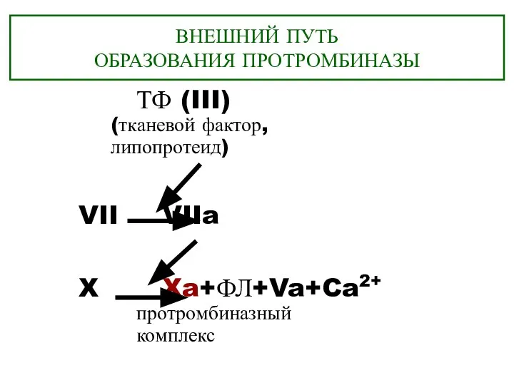 ВНЕШНИЙ ПУТЬ ОБРАЗОВАНИЯ ПРОТРОМБИНАЗЫ ТФ (III) (тканевой фактор, липопротеид) VII VIIa X Xa+ФЛ+Va+Ca2+ протромбиназный комплекс