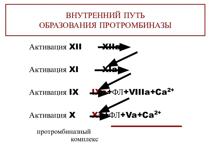 ВНУТРЕННИЙ ПУТЬ ОБРАЗОВАНИЯ ПРОТРОМБИНАЗЫ Активация XII XIIa Активация XI XIa Активация IX