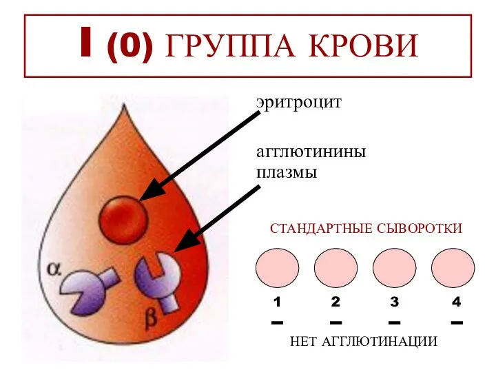 I (0) ГРУППА КРОВИ эритроцит агглютинины плазмы 1 2 3 4 НЕТ АГГЛЮТИНАЦИИ СТАНДАРТНЫЕ СЫВОРОТКИ