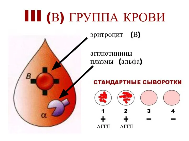 III (В) ГРУППА КРОВИ эритроцит (В) агглютинины плазмы (альфа) АГГЛ АГГЛ