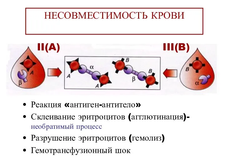 НЕСОВМЕСТИМОСТЬ КРОВИ Реакция «антиген-антитело» Склеивание эритроцитов (агглютинация)- необратимый процесс Разрушение эритроцитов (гемолиз) Гемотрансфузионный шок II(A) III(B)