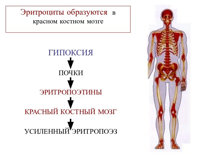 Эритроциты образуются в красном костном мозге ГИПОКСИЯ ПОЧКИ ЭРИТРОПОЭТИНЫ КРАСНЫЙ КОСТНЫЙ МОЗГ УСИЛЕННЫЙ ЭРИТРОПОЭЗ