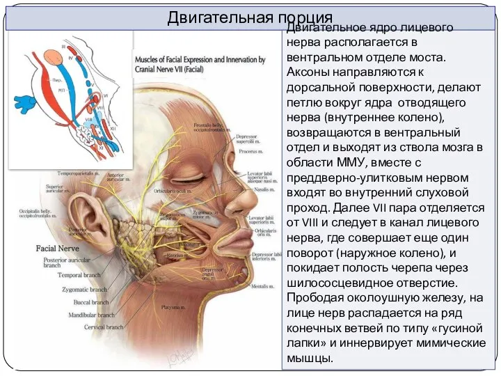 Двигательная порция Двигательное ядро лицевого нерва располагается в вентральном отделе моста. Аксоны