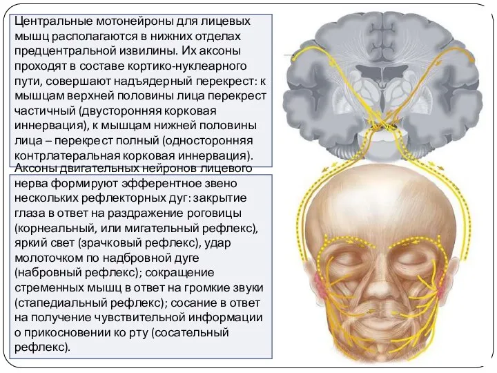 Центральные мотонейроны для лицевых мышц располагаются в нижних отделах предцентральной извилины. Их