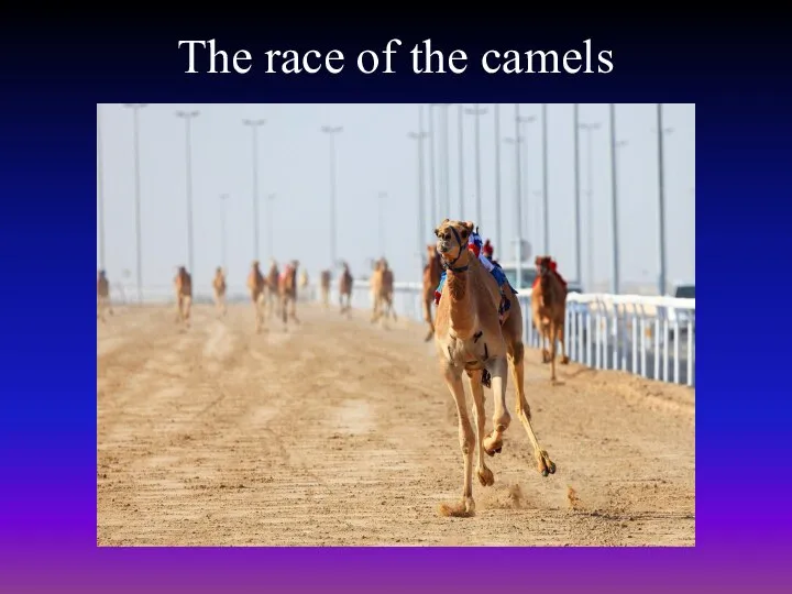 The race of the camels