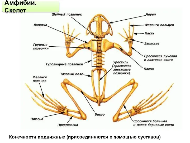 Амфибии. Скелет Конечности подвижные (присоединяются с помощью суставов)