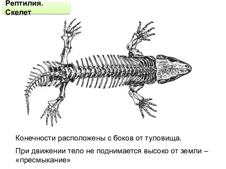 Рептилия. Скелет Конечности расположены с боков от туловища. При движении тело не
