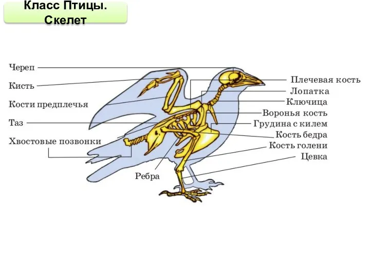 Класс Птицы. Скелет