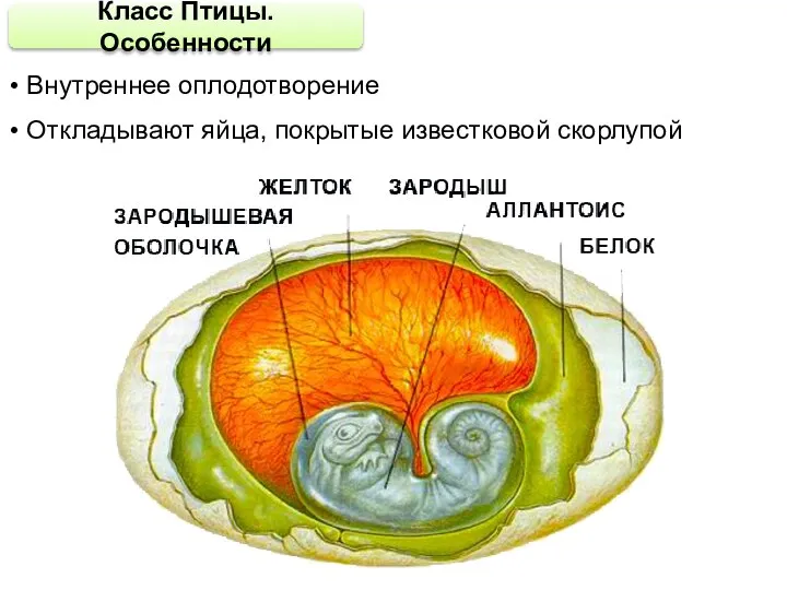 Класс Птицы. Особенности Внутреннее оплодотворение Откладывают яйца, покрытые известковой скорлупой