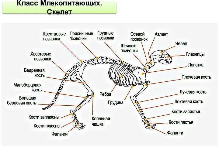 Класс Млекопитающих. Скелет