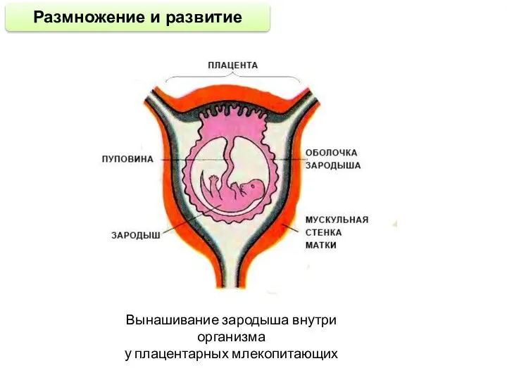 Размножение и развитие Вынашивание зародыша внутри организма у плацентарных млекопитающих