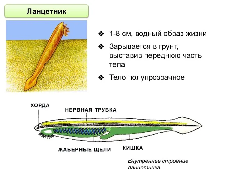 1-8 см, водный образ жизни Зарывается в грунт, выставив переднюю часть тела
