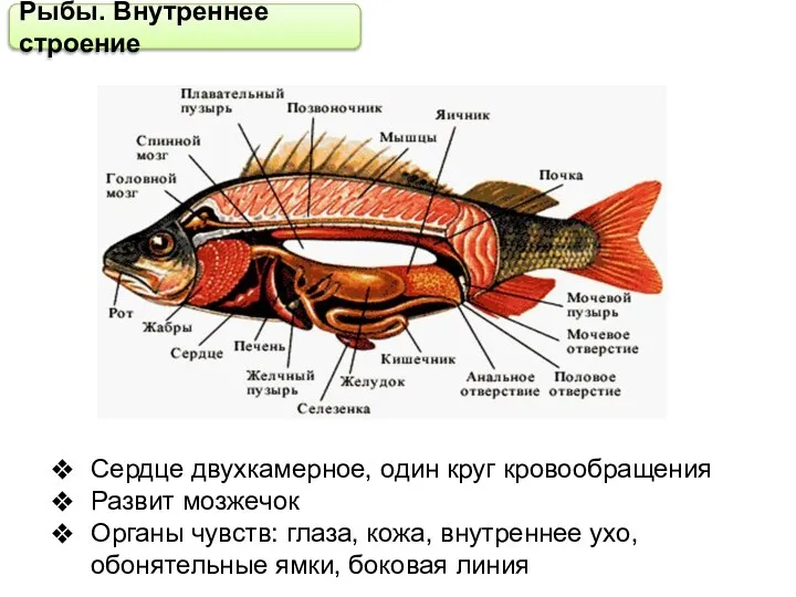 Рыбы. Внутреннее строение Сердце двухкамерное, один круг кровообращения Развит мозжечок Органы чувств: