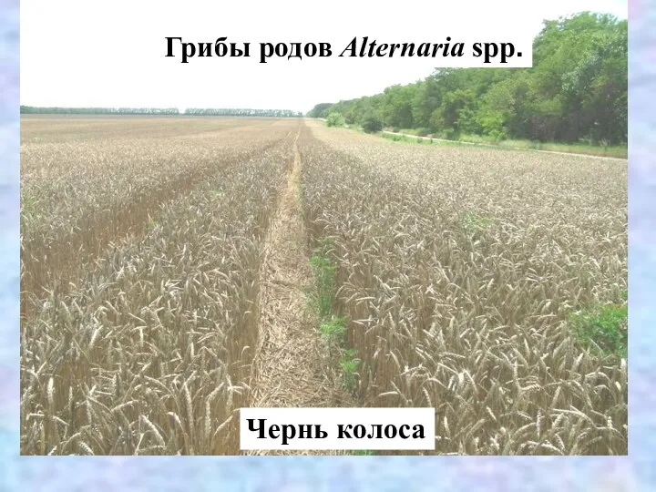 Грибы родов Alternaria spp. Чернь колоса