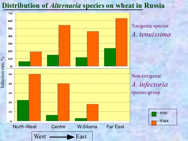 Distribution of Alternaria species on wheat in Russia Toxigenic species A. tenuissima