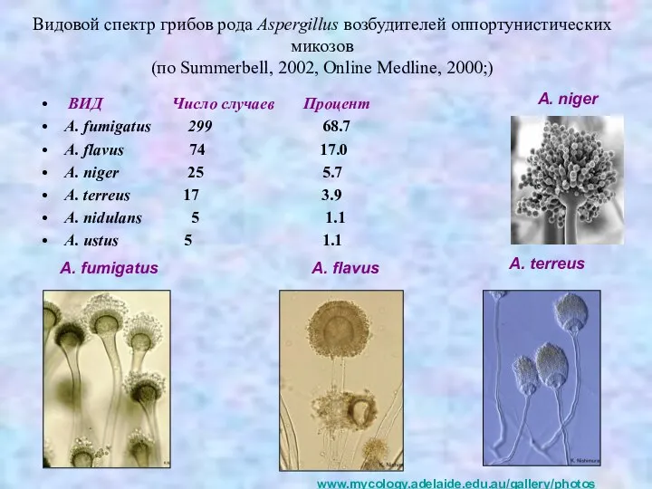 Видовой спектр грибов рода Aspergillus возбудителей оппортунистических микозов (по Summerbell, 2002, Online