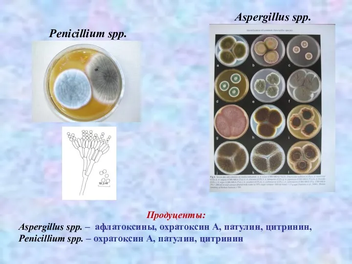 Aspergillus spp. Penicillium spp. Продуценты: Aspergillus spp. – афлатоксины, охратоксин А, патулин,