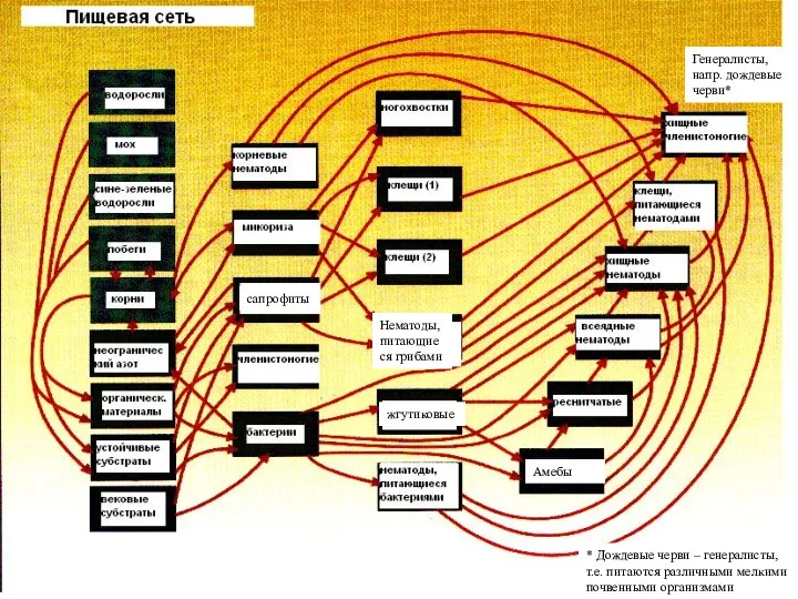 сапрофиты Нематоды, питающиеся грибами жгутиковые Генералисты, напр. дождевые черви* Амебы * Дождевые