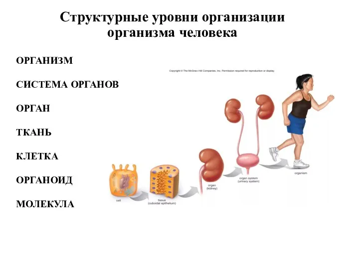 Структурные уровни организации организма человека ОРГАНИЗМ СИСТЕМА ОРГАНОВ ОРГАН ТКАНЬ КЛЕТКА ОРГАНОИД МОЛЕКУЛА