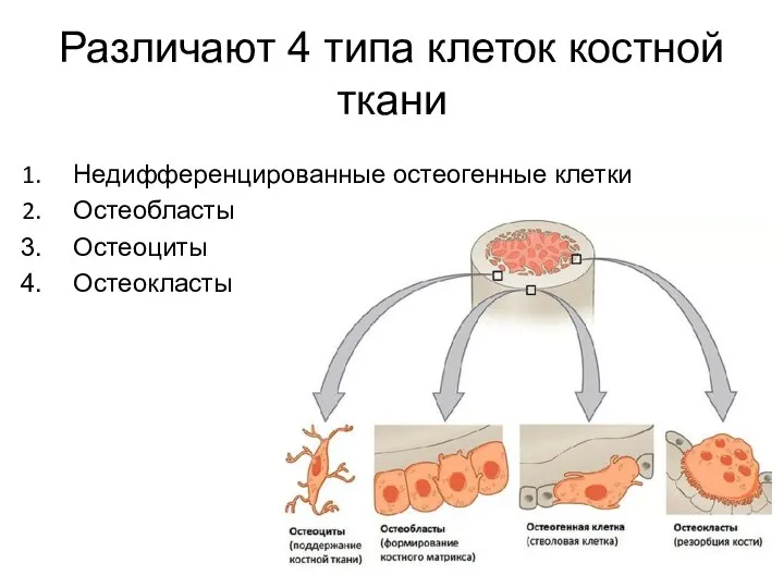 Различают 4 типа клеток костной ткани Недифференцированные остеогенные клетки Остеобласты Остеоциты Остеокласты