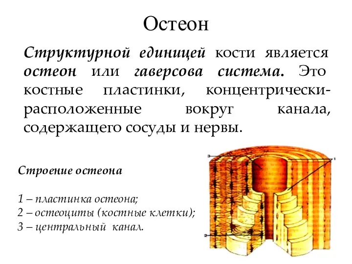 Остеон Структурной единицей кости является остеон или гаверсова система. Это костные пластинки,