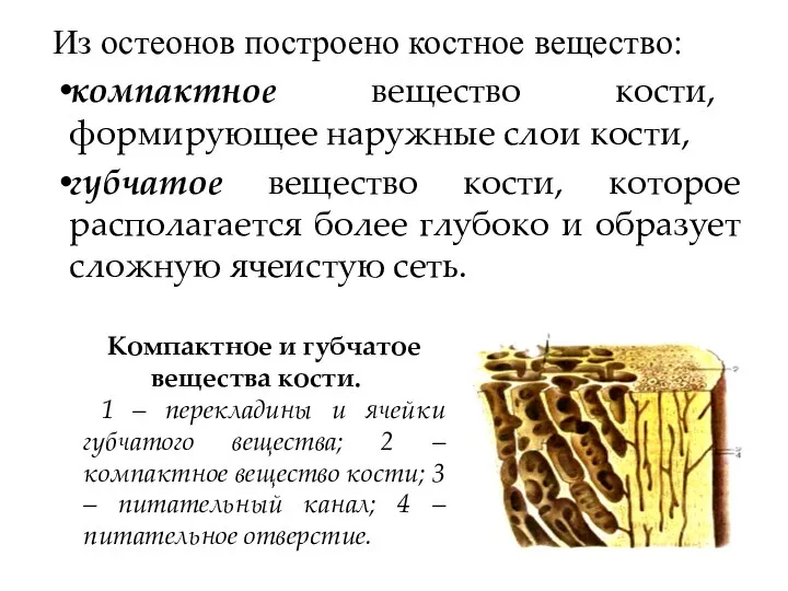 Из остеонов построено костное вещество: компактное вещество кости, формирующее наружные слои кости,