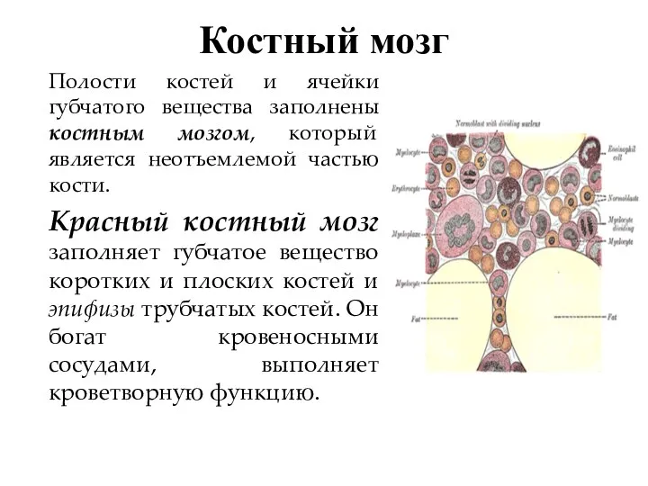 Костный мозг Полости костей и ячейки губчатого вещества заполнены костным мозгом, который