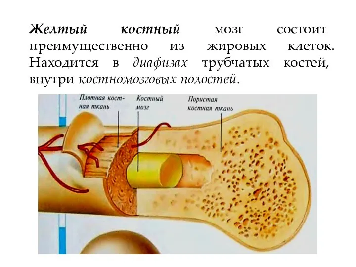 Желтый костный мозг состоит преимущественно из жировых клеток. Находится в диафизах трубчатых костей, внутри костномозговых полостей.