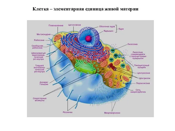 Клетка – элементарная единица живой материи