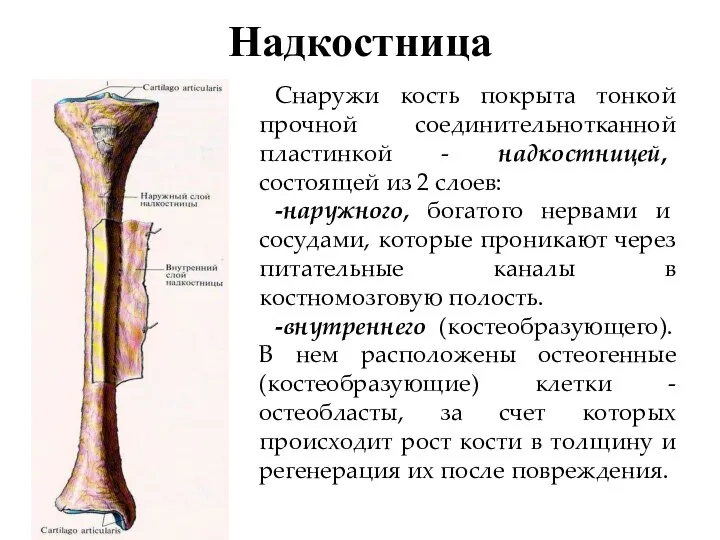 Надкостница Снаружи кость покрыта тонкой прочной соединительнотканной пластинкой - надкостницей, состоящей из