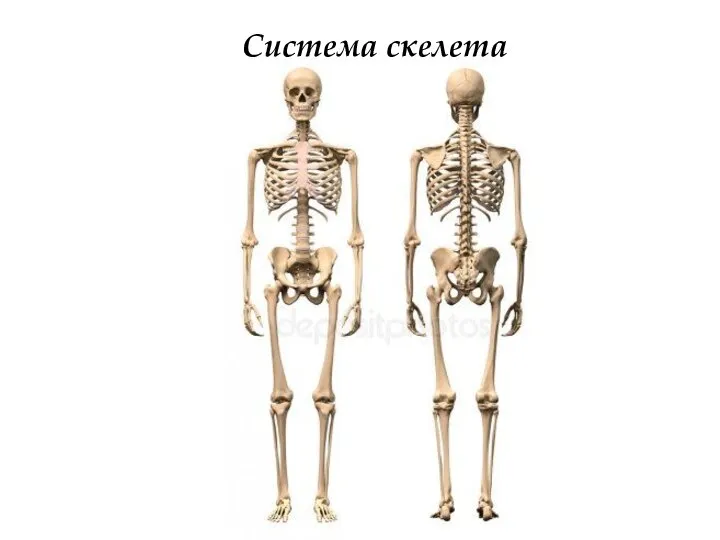 Система скелета
