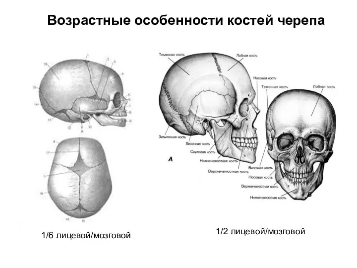 Возрастные особенности костей черепа 1/6 лицевой/мозговой 1/2 лицевой/мозговой