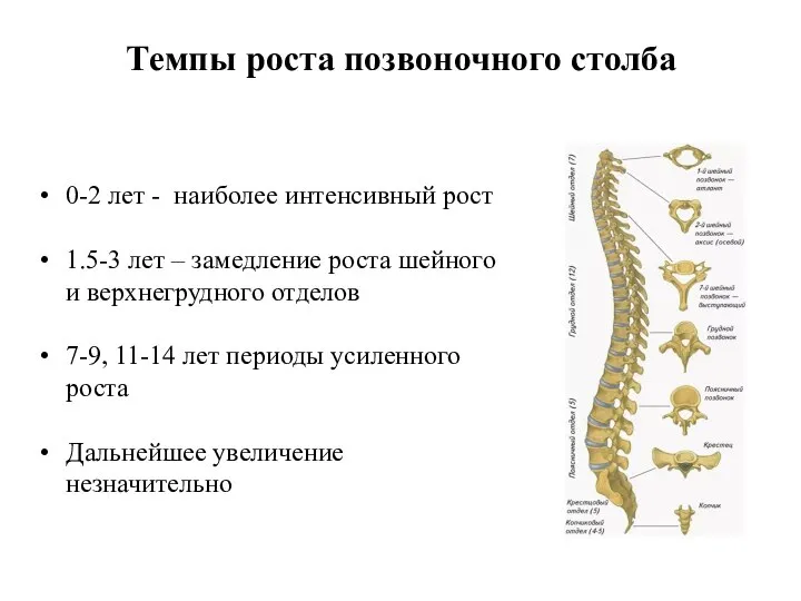 Темпы роста позвоночного столба 0-2 лет - наиболее интенсивный рост 1.5-3 лет