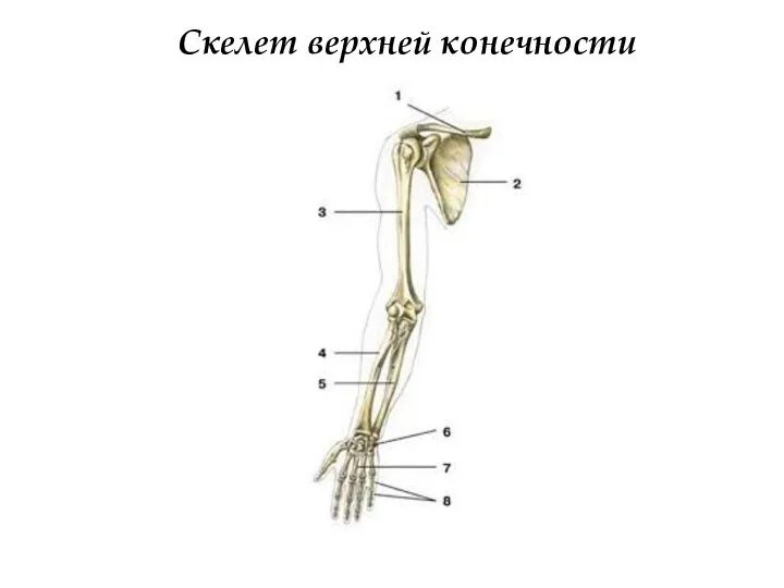 Скелет верхней конечности