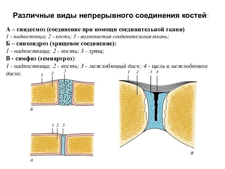 Различные виды непрерывного соединения костей: А – синдесмоз (соединение при помощи соединительной