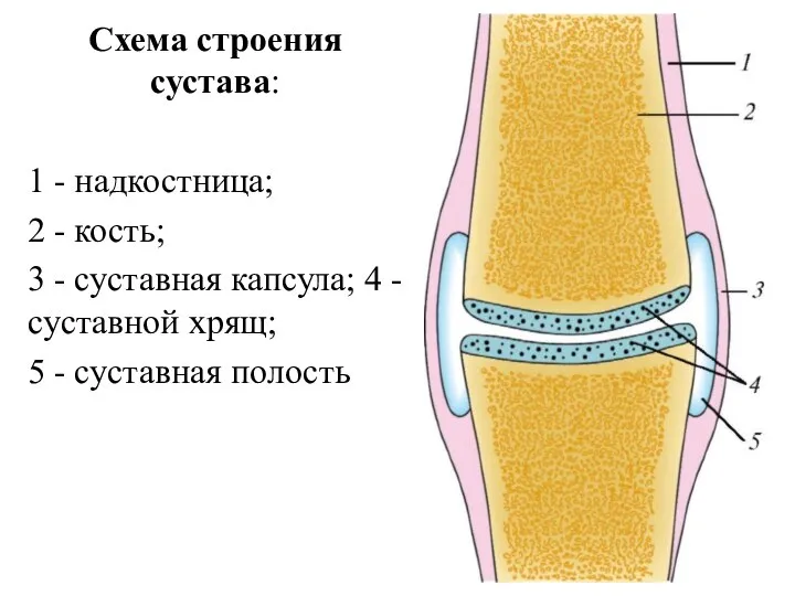 Схема строения сустава: 1 - надкостница; 2 - кость; 3 - суставная