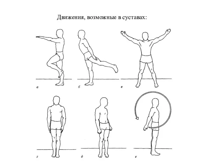 Движения, возможные в суставах: